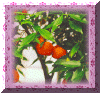 mandarinier.gif (34713 octets)